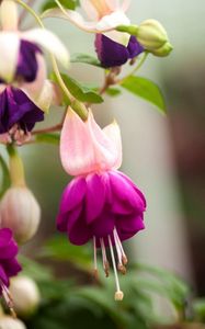 Preview wallpaper fuchsia, flower, stamen, leaf, close-up, blurred