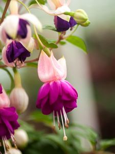 Preview wallpaper fuchsia, flower, stamen, leaf, close-up, blurred