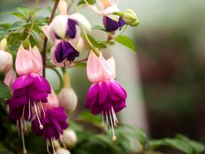 Preview wallpaper fuchsia, flower, stamen, leaf, close-up, blurred