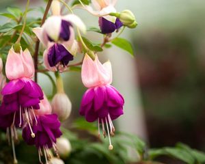 Preview wallpaper fuchsia, flower, stamen, leaf, close-up, blurred