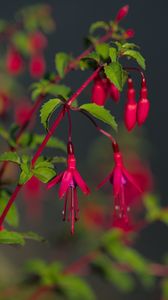 Preview wallpaper fuchsia, flowers, buds, plant, pink