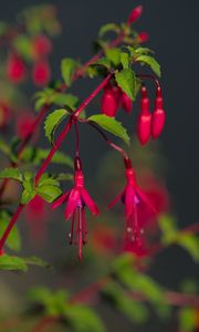 Preview wallpaper fuchsia, flowers, buds, plant, pink