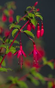 Preview wallpaper fuchsia, flowers, buds, plant, pink