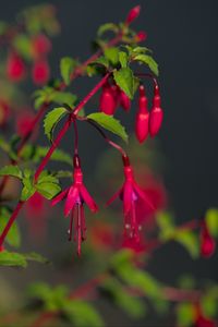 Preview wallpaper fuchsia, flowers, buds, plant, pink