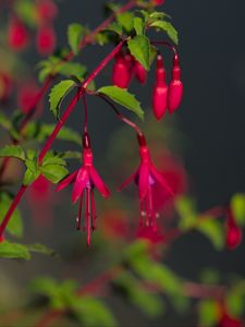 Preview wallpaper fuchsia, flowers, buds, plant, pink