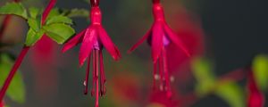 Preview wallpaper fuchsia, flowers, buds, plant, pink