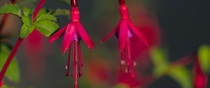 Preview wallpaper fuchsia, flowers, buds, plant, pink