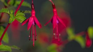 Preview wallpaper fuchsia, flowers, buds, plant, pink