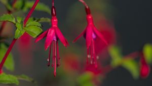 Preview wallpaper fuchsia, flowers, buds, plant, pink