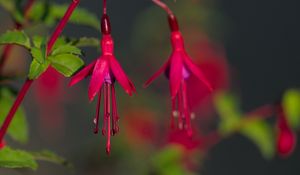 Preview wallpaper fuchsia, flowers, buds, plant, pink