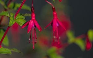 Preview wallpaper fuchsia, flowers, buds, plant, pink