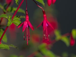 Preview wallpaper fuchsia, flowers, buds, plant, pink