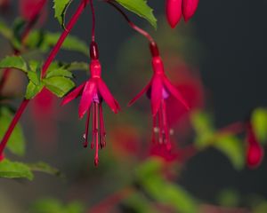 Preview wallpaper fuchsia, flowers, buds, plant, pink