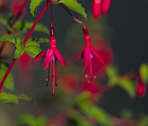 Preview wallpaper fuchsia, flowers, buds, plant, pink