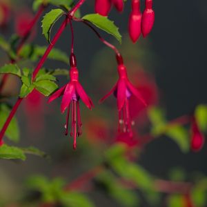 Preview wallpaper fuchsia, flowers, buds, plant, pink