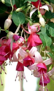 Preview wallpaper fuchsia, flowers, herbs, stamens, close up, blurred