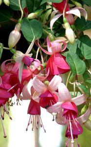 Preview wallpaper fuchsia, flowers, herbs, stamens, close up, blurred