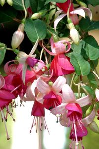 Preview wallpaper fuchsia, flowers, herbs, stamens, close up, blurred