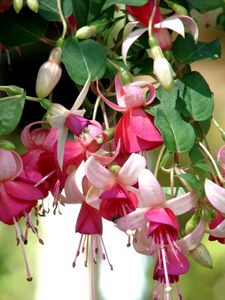 Preview wallpaper fuchsia, flowers, herbs, stamens, close up, blurred