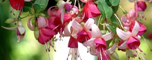 Preview wallpaper fuchsia, flowers, herbs, stamens, close up, blurred