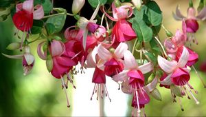 Preview wallpaper fuchsia, flowers, herbs, stamens, close up, blurred