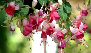 Preview wallpaper fuchsia, flowers, herbs, stamens, close up, blurred