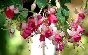 Preview wallpaper fuchsia, flowers, herbs, stamens, close up, blurred