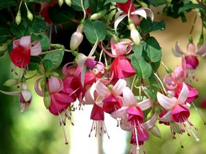 Preview wallpaper fuchsia, flowers, herbs, stamens, close up, blurred