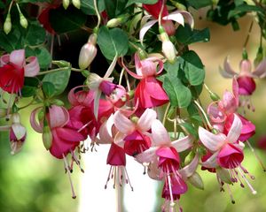 Preview wallpaper fuchsia, flowers, herbs, stamens, close up, blurred