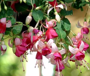 Preview wallpaper fuchsia, flowers, herbs, stamens, close up, blurred