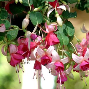 Preview wallpaper fuchsia, flowers, herbs, stamens, close up, blurred