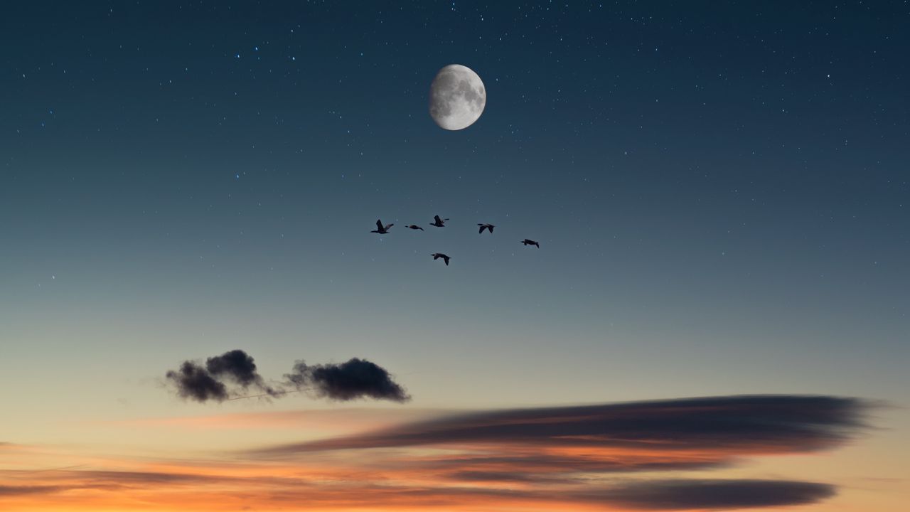 Wallpaper full moon, birds, desert, starry sky