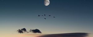 Preview wallpaper full moon, birds, desert, starry sky