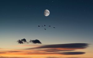 Preview wallpaper full moon, birds, desert, starry sky