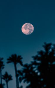 Preview wallpaper full moon, branches, night, moon