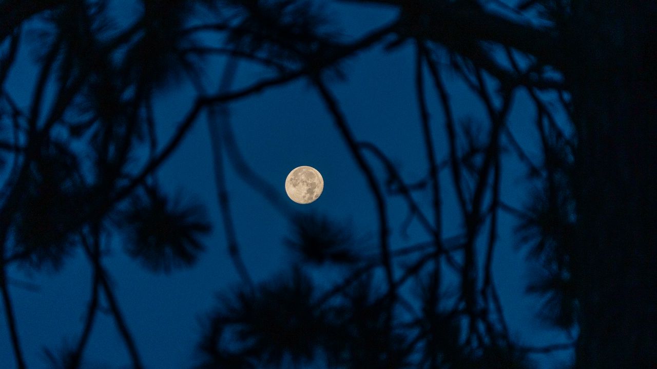 Wallpaper full moon, moon, branches, trees, night