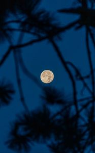 Preview wallpaper full moon, moon, branches, trees, night