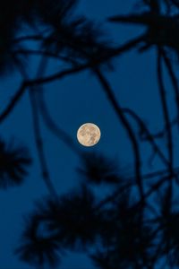 Preview wallpaper full moon, moon, branches, trees, night