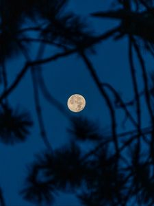 Preview wallpaper full moon, moon, branches, trees, night