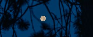 Preview wallpaper full moon, moon, branches, trees, night