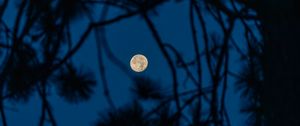 Preview wallpaper full moon, moon, branches, trees, night