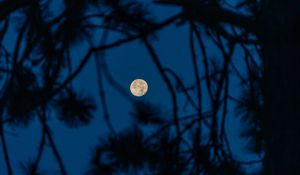 Preview wallpaper full moon, moon, branches, trees, night
