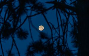 Preview wallpaper full moon, moon, branches, trees, night