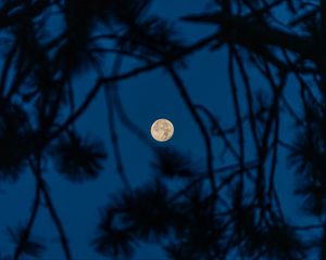 Preview wallpaper full moon, moon, branches, trees, night