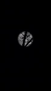 Preview wallpaper full moon, moon, branches, bushes, black