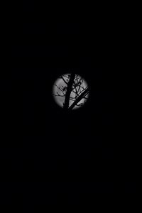 Preview wallpaper full moon, moon, branches, bushes, black