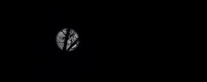 Preview wallpaper full moon, moon, branches, bushes, black