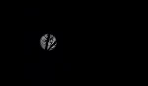 Preview wallpaper full moon, moon, branches, bushes, black