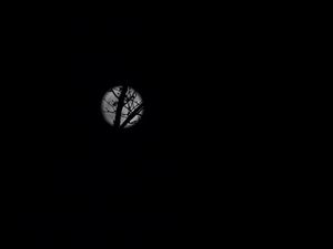 Preview wallpaper full moon, moon, branches, bushes, black