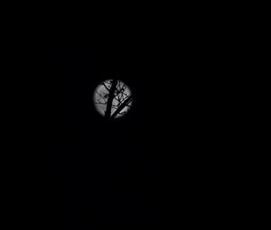 Preview wallpaper full moon, moon, branches, bushes, black